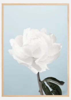 Peony Plakat (21x29.7 cm (A4))