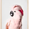 Pink Cockatoo Plakat (21x29.7 cm (A4))