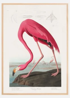 Pink Flamingo From Birds of America (1827) Plakat (21x29.7 cm (A4))