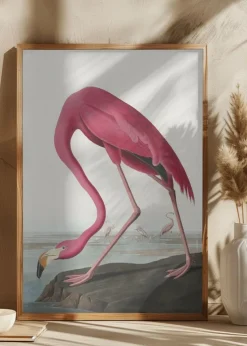Pink Flamingo Ii From Birds of America (1827) Plakat (21x29.7 cm (A4))