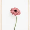 Pink Gerbera Plakat (21x29.7 cm (A4))