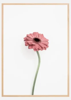 Pink Gerbera Plakat (21x29.7 cm (A4))