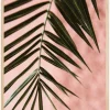 Pink pastell palm Plakat (21x29.7 cm (A4))