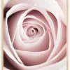 Pink Rose Plakat (21x29.7 cm (A4))