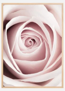 Pink Rose Plakat (21x29.7 cm (A4))