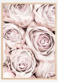 Pink Roses Plakat (21x29.7 cm (A4))