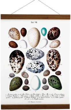 Plakatlister Valnød - 90 cm