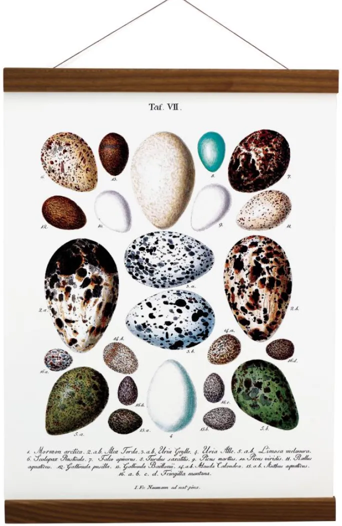 Plakatlister Valnød - 90 cm