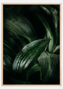 Plant Plakat (21x29.7 cm (A4))