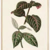 Plectranthus Scutellarioides Plakat (21x29.7 cm (A4))