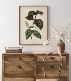 Plectranthus Scutellarioides Plakat (21x29.7 cm (A4))