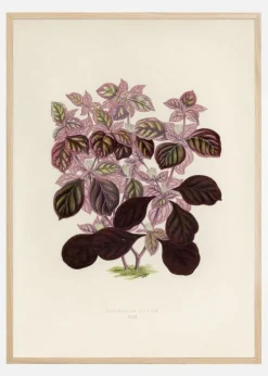 Plectranthus Scutellarioides II Plakat (21x29.7 cm (A4))