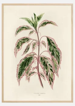 Plectranthus Scutellarioides III Plakat (21x29.7 cm (A4))