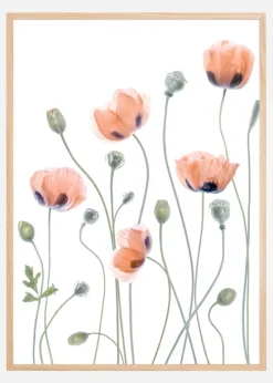 Poppies Plakat (21x29.7 cm (A4))