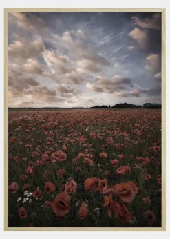 Poppy Field In Sweden Plakat (21x29.7 cm (A4))