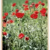 Poppy Fields Plakat (21x29.7 cm (A4))