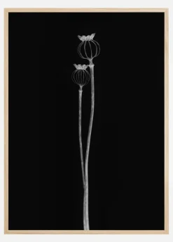Poppy Pods Plakat (21x29.7 cm (A4))