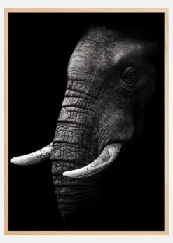 Portrait Elephant Plakat (21x29.7 cm (A4))