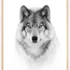 Portrait of a Timber Wolf Plakat (21x29.7 cm (A4))