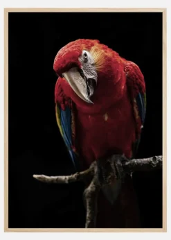 Portrait of Scarlet Macaw Plakat (21x29.7 cm (A4))