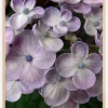 Purple Flower Plakat (21x29.7 cm (A4))