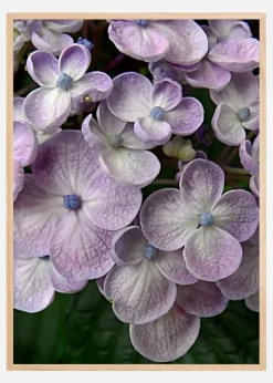 Purple Flower Plakat (21x29.7 cm (A4))