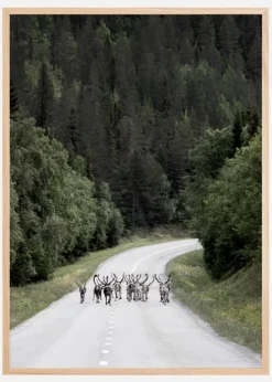 Reindeer road Plakat (21x29.7 cm (A4))