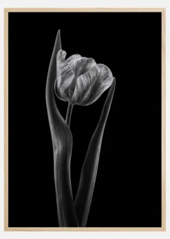 Rembrandt Tulip Plakat (21x29.7 cm (A4))
