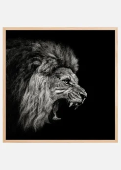 Roaring Lion #2 Plakat (30x30 cm)