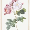 Rosa Damascena Plakat (21x29.7 cm (A4))