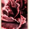 Rose petals Plakat (21x29.7 cm (A4))