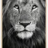Royal Lion portrait Plakat (21x29.7 cm (A4))