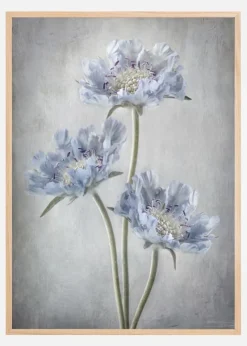 Scabiosa Plakat (21x29.7 cm (A4))