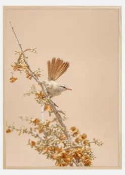 Scrub Warbler Plakat (21x29.7 cm (A4))