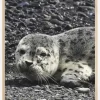 Seel Plakat (21x29.7 cm (A4))
