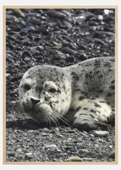 Seel Plakat (21x29.7 cm (A4))