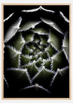 Sempervivum Rosette Plakat (21x29.7 cm (A4))