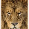 Serious Lion Plakat (21x29.7 cm (A4))