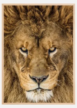Serious Lion Plakat (21x29.7 cm (A4))