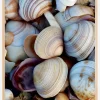 Shells Plakat (21x29.7 cm (A4))
