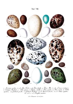 Skole - Fugleæg Plakat (21x29.7 cm (A4))