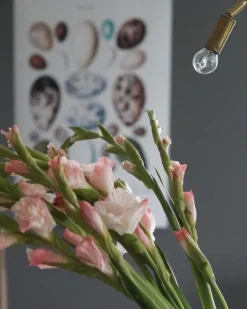 Skole - Fugleæg Plakat (21x29.7 cm (A4))