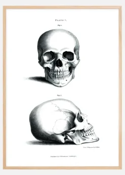 Skole - Skalle 1800-tal Plakat (21x29.7 cm (A4))