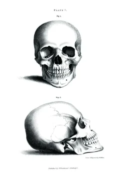 Skole - Skalle 1800-tal Plakat (21x29.7 cm (A4))