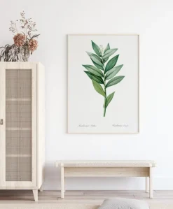 Smilacina Stellata Plakat (21x29.7 cm (A4))