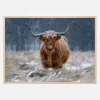 Snowy Highland cow Plakat (21x29.7 cm (A4))