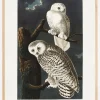 Snowy Owl From Birds of America (1827) Plakat (21x29.7 cm (A4))