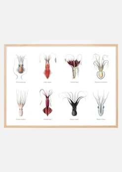 Squids Plakat (21x29.7 cm (A4))