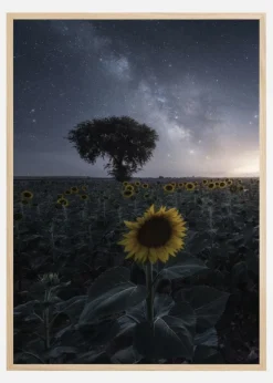 Starsflowers Plakat (21x29.7 cm (A4))