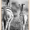 Striped Horse Back Side Plakat (21x29.7 cm (A4))